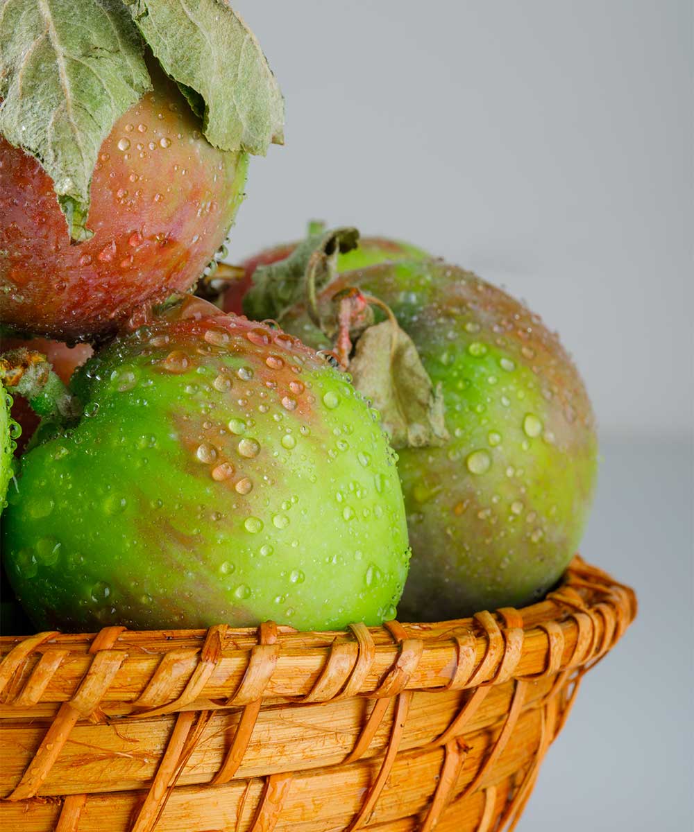 Food Freshly India